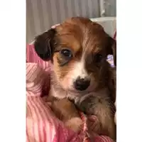Foto dell\'animale COMUNE DI SALERNO - 380260004057528