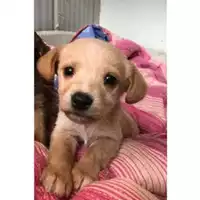 Foto dell\'animale COMUNE DI SALERNO - 380260004057491