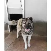 Foto dell\'animale COMUNE DI SALERNO - 380260043937860