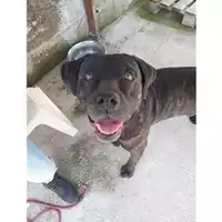 Foto dell\'animale COMUNE DI SALERNO - 380260042990959