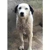 Foto dell\'animale COMUNE DI SALERNO - 380260004057535