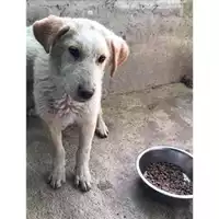Foto dell\'animale COMUNE DI SALERNO - 380260004057572