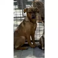 Foto dell\'animale COMUNE DI SALERNO - 380260043937573