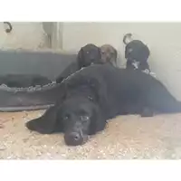 Foto dell\'animale COMUNE DI SALERNO - 380260042333483