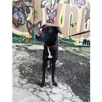 Foto dell\'animale COMUNE DI SALERNO - 380260042993052