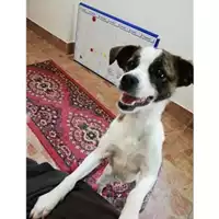 Foto dell\'animale COMUNE DI SALERNO - 380260042336351