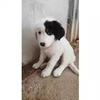Foto dell\'animale COMUNE DI SALERNO - 380260042336168