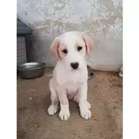Foto dell\'animale COMUNE DI SALERNO - 380260043970160