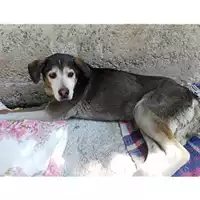 Foto dell\'animale COMUNE DI SALERNO - 380260043970876