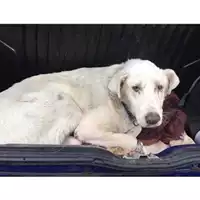 Foto dell\'animale COMUNE DI SALERNO - 380260043970021