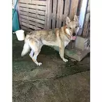 Foto dell\'animale COMUNE DI SALERNO - 380260002575416