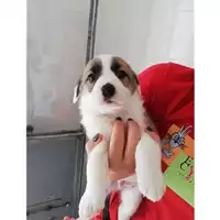 Foto dell\'animale COMUNE DI SALERNO - 380260043970123