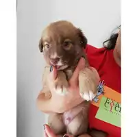 Foto dell\'animale COMUNE DI SALERNO - 380260043970966