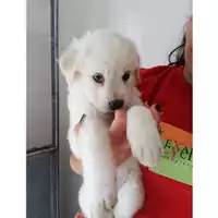 Foto dell\'animale COMUNE DI SALERNO - 380260043969994