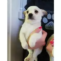 Foto dell\'animale COMUNE DI SALERNO - 380260043970266