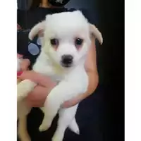 Foto dell\'animale COMUNE DI SALERNO - 380260043970957