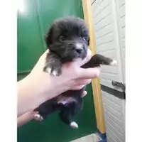 Foto dell\'animale COMUNE DI SALERNO - 380260043968601