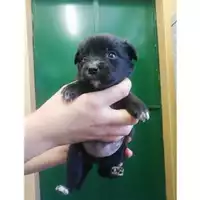 Foto dell\'animale COMUNE DI SALERNO - 380260043968946