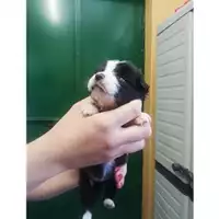 Foto dell\'animale COMUNE DI SALERNO - 380260043968318