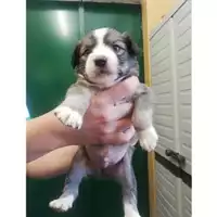 Foto dell\'animale COMUNE DI SALERNO - 380260043968821