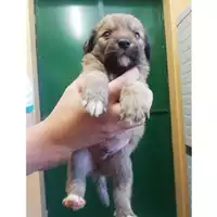 Foto dell\'animale COMUNE DI SALERNO - 380260043968261