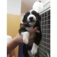 Foto dell\'animale COMUNE DI SALERNO - 380260043977663
