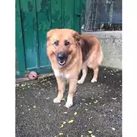 Foto dell\'animale COMUNE DI SALERNO - 380260043968638