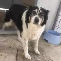 Foto dell\'animale COMUNE DI SALERNO - 380260043970542