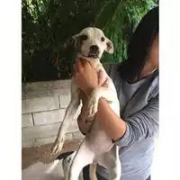 Foto dell\'animale COMUNE DI SALERNO - 380260043977627