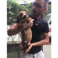 Foto dell\'animale COMUNE DI SALERNO - 380260043977240