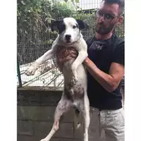 Foto dell\'animale COMUNE DI SALERNO - 380260043968142
