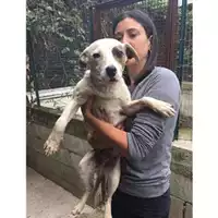 Foto dell\'animale COMUNE DI SALERNO - 380260043968389
