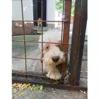Foto dell\'animale COMUNE DI SALERNO - 380260043977640