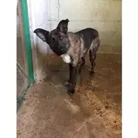 Foto dell\'animale COMUNE DI SALERNO - 380260043967974