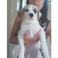 Foto dell\'animale COMUNE DI SALERNO - 380260043970390