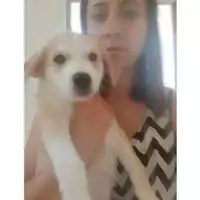 Foto dell\'animale COMUNE DI SALERNO - 380260043970621