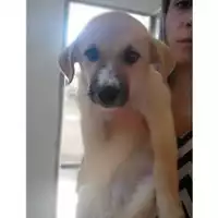 Foto dell\'animale COMUNE DI SALERNO - 380260043970147