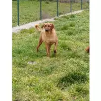 Foto dell\'animale COMUNE DI SALERNO - 380260042783862