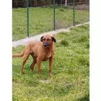 Foto dell\'animale COMUNE DI SALERNO - 380260042971155