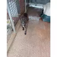 Foto dell\'animale COMUNE DI SALERNO - 380260042970821