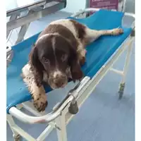 Foto dell\'animale COMUNE DI SALERNO - 380260043968497