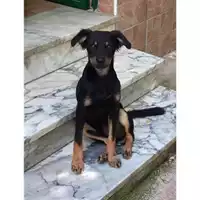 Foto dell\'animale COMUNE DI SALERNO - 380260042333503