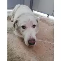 Foto dell\'animale COMUNE DI SALERNO - 380260043977619