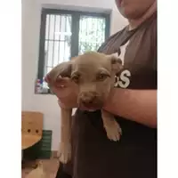 Foto dell\'animale COMUNE DI SALERNO - 380260043972693