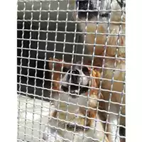 Foto dell\'animale COMUNE DI SALERNO - 380260100381018