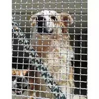 Foto dell\'animale COMUNE DI SALERNO - 380260100278526