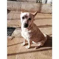 Foto dell\'animale COMUNE DI SALERNO - 380260041244606