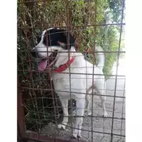 Foto dell\'animale COMUNE DI SALERNO - 380260043968724