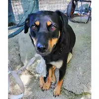 Foto dell\'animale COMUNE DI SALERNO - 380260043968695