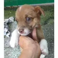 Foto dell\'animale COMUNE DI SALERNO - 380260043970804